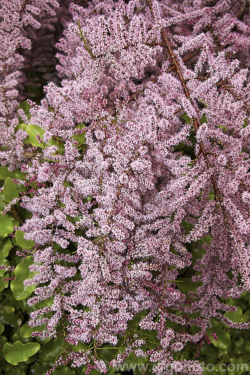 Early Tamarisk (<i>Tamarix parviflora</i>), a large deciduous shrub or small tree native to Europe. Its branches often have an arching habit and the plant can be distinguished from most of the other commonly grown tamarisks in that it flowers on the old wood in spring, rather than on the new growth in summer. tamarix-2300htm'>Tamarix. <a href='tamaricaceae-plant-family-photoshtml'>Tamaricaceae</a>.