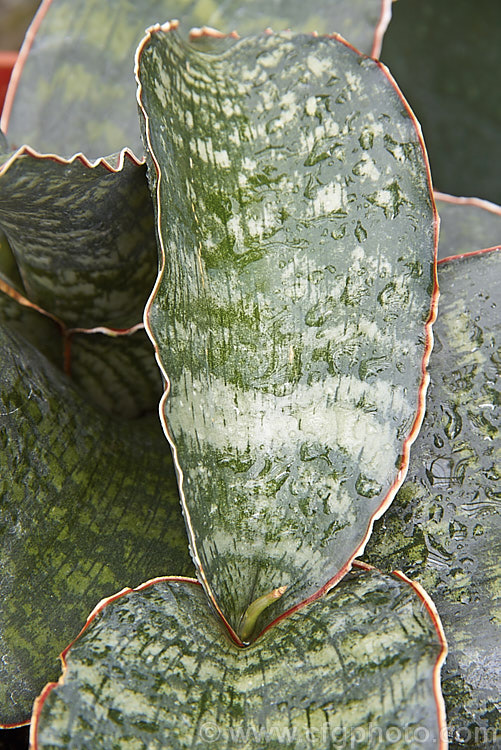 Sansevieria elliptica 'Horwood' (syn. Sansevieria horwoodii</i>), named after collector. Frank. Horwood, this cultivar is small slow-growing form of a species found in southern Somalia and eastern Kenya. Its leaves are held more or less horizontally. sansevieria-2484htm'>Sanseviera.