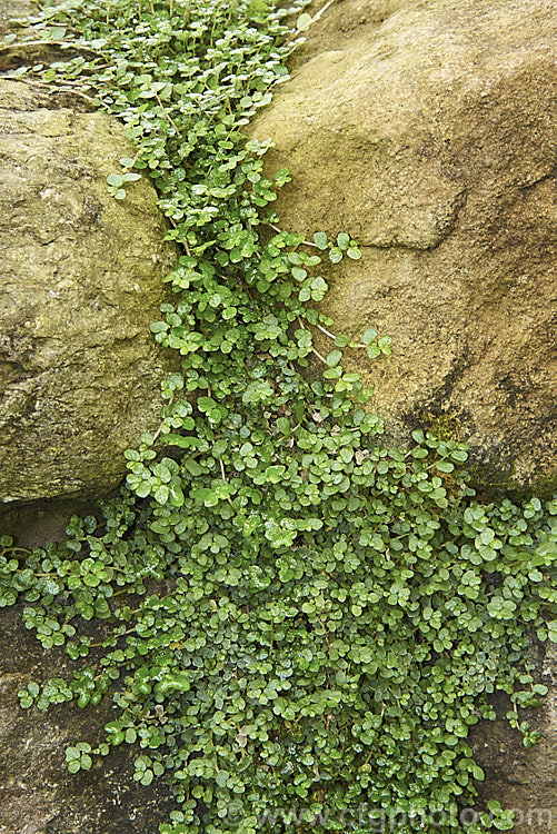 Baby's Tears (<i>Soleirolia soleirolii</i>), a creeping perennial native to the islands of the western Mediterranean. It is a popular house and outdoor plant. soleirolia-3318htm'>Soleirolia. <a href='urticaceae-plant-family-photoshtml'>Urticaceae</a>.