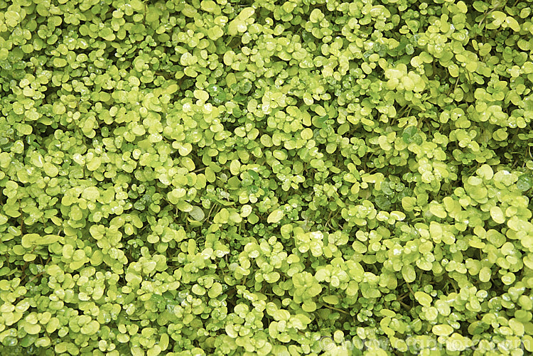 Gold Baby's Tears (<i>Soleirolia soleirolii 'Aurea' [syn 'Golden Queen']), this yellow-green form is one of the many cultivars of a creeping perennial native to the islands of the western Mediterranean. A popular house and outdoor plant. soleirolia-3318htm'>Soleirolia. <a href='urticaceae-plant-family-photoshtml'>Urticaceae</a>.