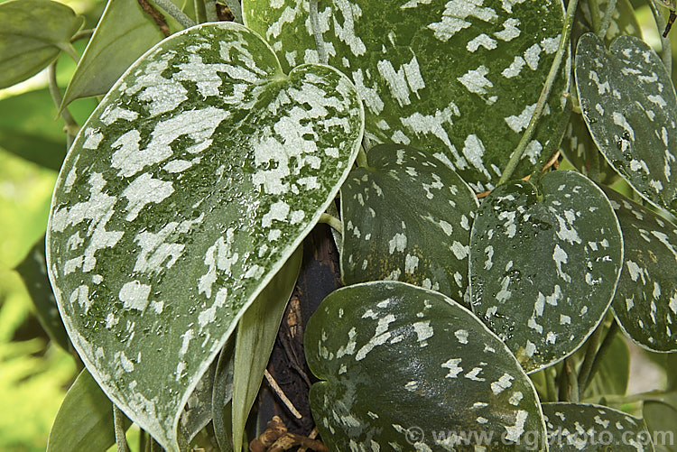 Satin Potho (<i>Scindapsus pictus 'Argyraeus'), a silvery white-variegated form of a climbing perennial found in Java and Borneo. It is usually grown as a house plant. scindapsus-3294htm'>Scindapsus.