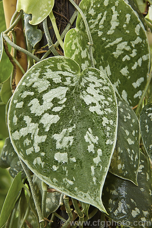 Satin Potho (<i>Scindapsus pictus 'Argyraeus'), a silvery white-variegated form of a climbing perennial found in Java and Borneo. It is usually grown as a house plant. scindapsus-3294htm'>Scindapsus.