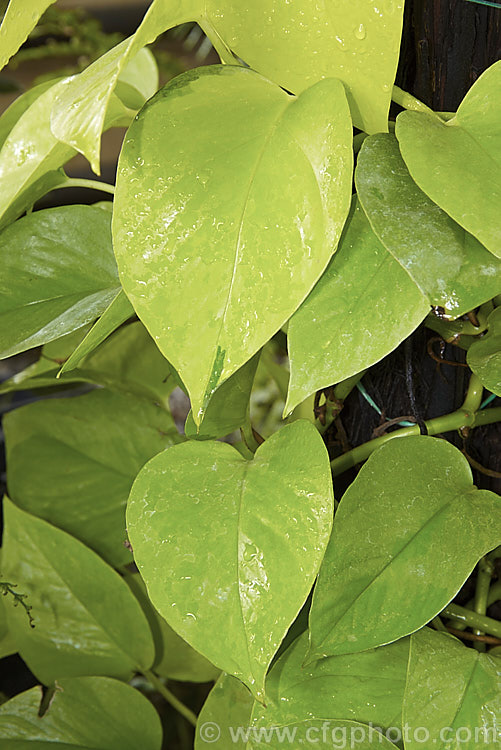 Scindapsus 'Golden Gem', a yellow foliaged form of tropical liana that is usually grown as a house plant. scindapsus-3294htm'>Scindapsus.