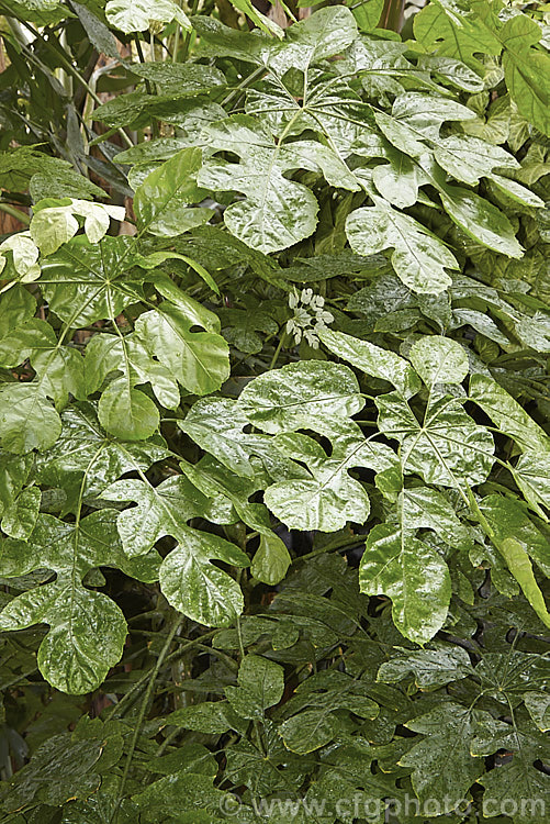 Foliage of a young Snowflake. Tree (<i>Trevesia palmata</i>), a large evergreen shrub or small tree native to tropical Asia, found from India to Thailand and southern China. It is notable for its unusually shaped and divided foliage. The heads of small cream flowers can be quite showy but are often largely hidden among the foliage. trevesia-3365htm'>Trevesia. Order: Apiales, Family: Araliaceae