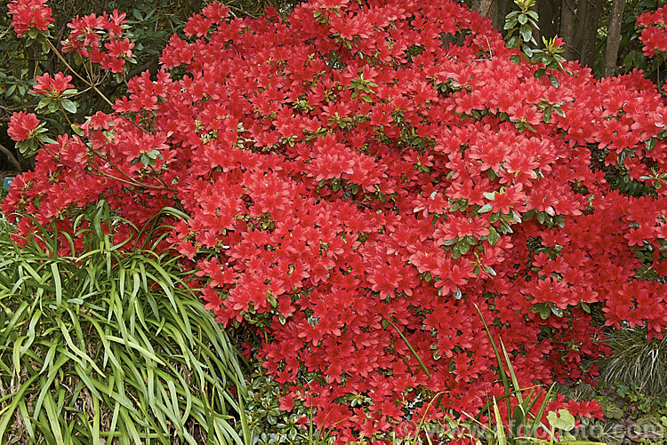 Rhododendron (evergreen azalea</i>) 'Red Robin', (syn 'Waka. Kayede'), a low, spreading, heavy-flowering cultivar with bright orange red hose-in-hose flowers. It was one of the original. Wilson. Kurume azalea introductions (<i>Number 38)