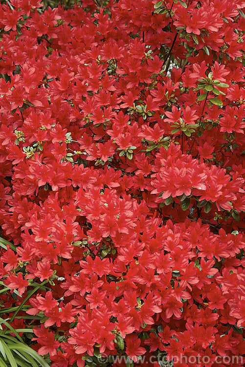 Rhododendron (evergreen azalea</i>) 'Red Robin', (syn 'Waka. Kayede'), a low, spreading, heavy-flowering cultivar with bright orange red hose-in-hose flowers. It was one of the original. Wilson. Kurume azalea introductions (<i>Number 38)