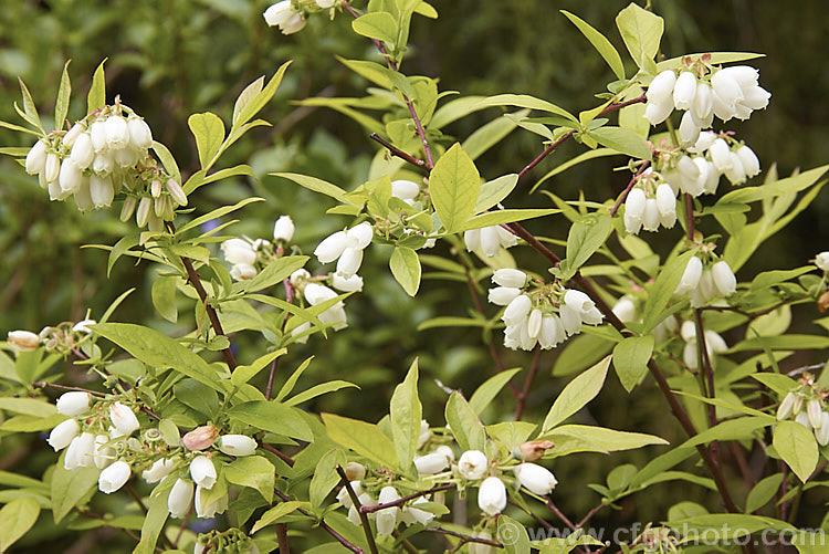 Blueberry or High-bush. Blueberry (<i>Vaccinium corymbosum</i>), a 1-2m tall deciduous shrub native to the eastern United States. The most common of the commercially cultivated blueberries, this species flowers in spring and the fruit mature from early summer. vaccinium-2753htm'>Vaccinium. Order: Ericales, Family: Ericaceae