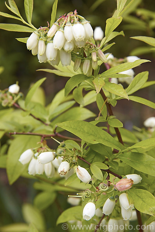 Blueberry or High-bush. Blueberry (<i>Vaccinium corymbosum</i>), a 1-2m tall deciduous shrub native to the eastern United States. The most common of the commercially cultivated blueberries, this species flowers in spring and the fruit mature from early summer. vaccinium-2753htm'>Vaccinium. Order: Ericales, Family: Ericaceae