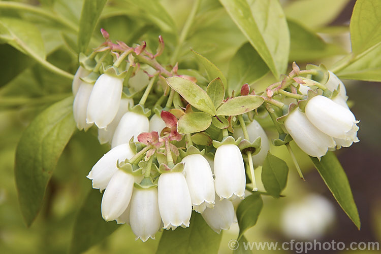 Blueberry or High-bush. Blueberry (<i>Vaccinium corymbosum</i>), a 1-2m tall deciduous shrub native to the eastern United States. The most common of the commercially cultivated blueberries, this species flowers in spring and the fruit mature from early summer. vaccinium-2753htm'>Vaccinium. Order: Ericales, Family: Ericaceae