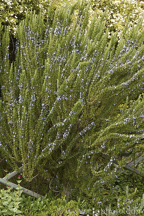 Rosemary (<i>Salvia rosmarinus</i> [syn. <i>Rosmarinus officinalis</i>]), an upright, evergreen, mainly spring- to early summer-flowering Mediterranean shrub. Its oils are commonly used for fragrances and its foliage as a culinary herb. Order: Lamiales, Family: Lamiaceae