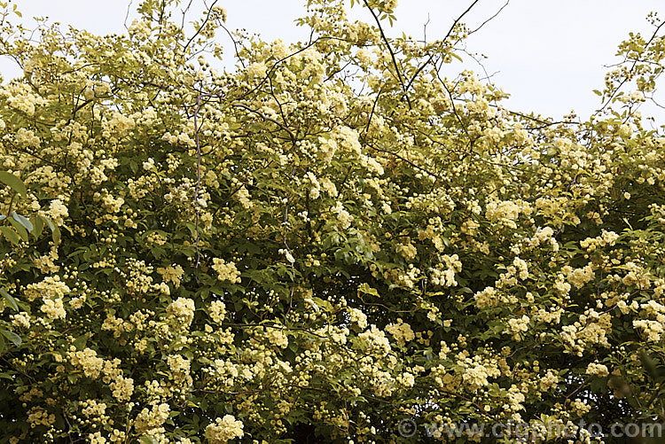 Yellow Double-flowered Banksia Rose (<i>Rosa banksiae var. normalis 'Lutea'), a once-flowering cultivar of a climbing rose from western and central China. Order: Rosales, Family: Rosaceae