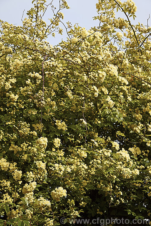 Yellow Double-flowered Banksia Rose (<i>Rosa banksiae var. normalis 'Lutea'), a once-flowering cultivar of a climbing rose from western and central China. Order: Rosales, Family: Rosaceae
