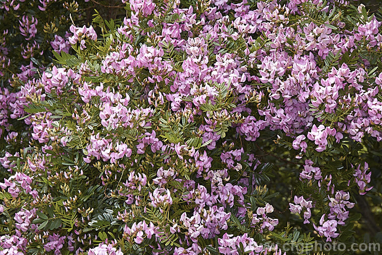 Keurboom (<i>Virgilia divaricata</i>), an evergreen leguminous large shrub or tree native to South Africa. The flowers, which open from spring, are pleasantly scented and range in colour from almost white to deep purple-pink. virgilia-3391htm'>Virgilia.