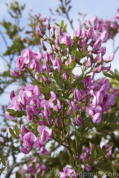 Keurboom (<i>Virgilia divaricata</i>), an evergreen leguminous large shrub or tree native to South Africa. The flowers, which open from spring, are pleasantly scented and range in colour from almost white to deep purple-pink. virgilia-3391htm'>Virgilia.