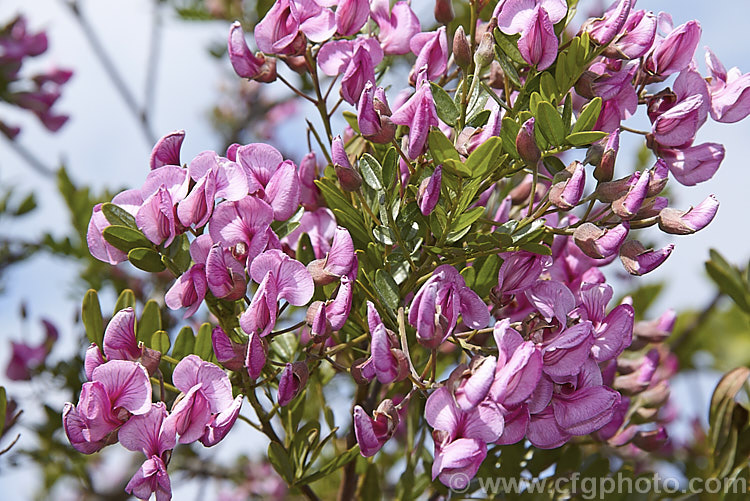 Keurboom (<i>Virgilia divaricata</i>), an evergreen leguminous large shrub or tree native to South Africa. The flowers, which open from spring, are pleasantly scented and range in colour from almost white to deep purple-pink. virgilia-3391htm'>Virgilia.
