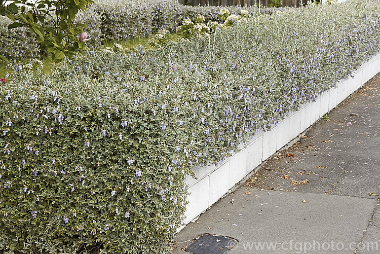 Bush Germander (<i>Teucrium fruticans</i>), a 25m high evergreen shrub from the Iberian. Peninsula. A tough woody-stemmed plant tolerant of drought and coastal conditions, it is often used for hedging. teucrium-2507htm'>Teucrium.