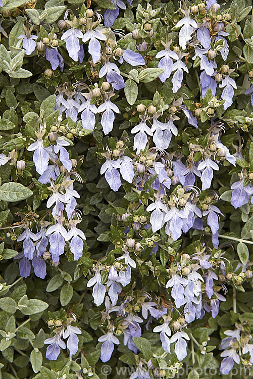 Bush Germander (<i>Teucrium fruticans</i>), a 25m high evergreen shrub from the Iberian. Peninsula. A tough woody-stemmed plant tolerant of drought and coastal conditions, it is often used for hedging. teucrium-2507htm'>Teucrium.