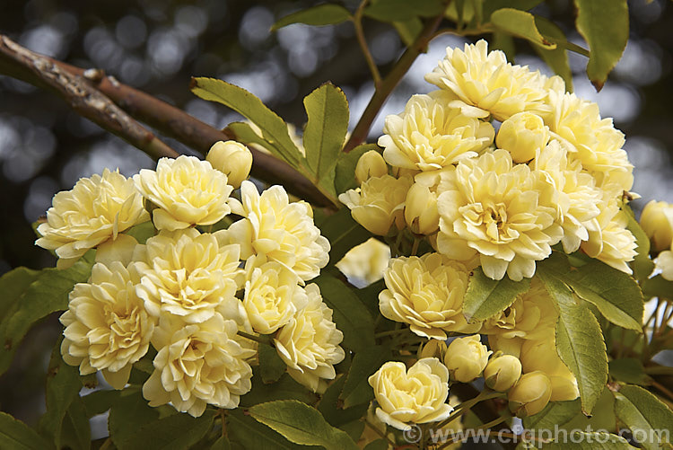Yellow Double-flowered Banksia Rose (<i>Rosa banksiae var. normalis 'Lutea'), a once-flowering cultivar of a climbing rose from western and central China. Order: Rosales, Family: Rosaceae