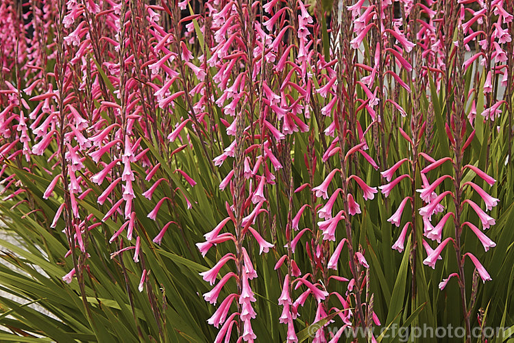 Watsonia fourcadei, a spring- to summer-flowering South African corm. The flower stems are 90-180cm tall and carry around 40 bloom, usually in pink shades, but occasionally in orange tones. watsonia-2394htm'>Watsonia.