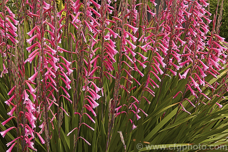 Watsonia fourcadei, a spring- to summer-flowering South African corm. The flower stems are 90-180cm tall and carry around 40 bloom, usually in pink shades, but occasionally in orange tones. watsonia-2394htm'>Watsonia.