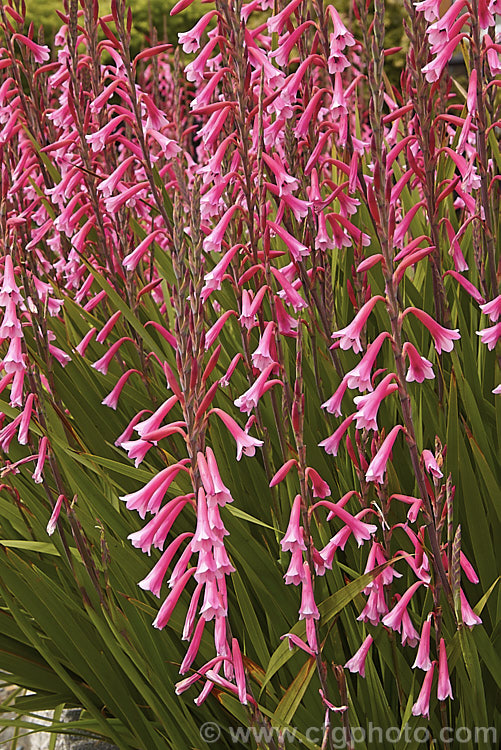 Watsonia fourcadei, a spring- to summer-flowering South African corm. The flower stems are 90-180cm tall and carry around 40 bloom, usually in pink shades, but occasionally in orange tones. watsonia-2394htm'>Watsonia.