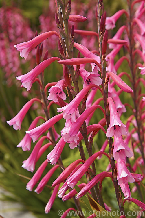 Watsonia fourcadei, a spring- to summer-flowering South African corm. The flower stems are 90-180cm tall and carry around 40 bloom, usually in pink shades, but occasionally in orange tones. watsonia-2394htm'>Watsonia.