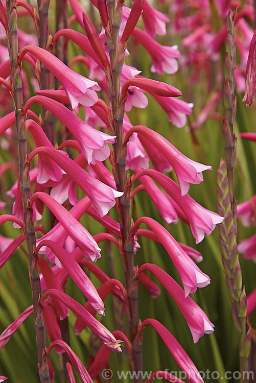 Watsonia fourcadei, a spring- to summer-flowering South African corm. The flower stems are 90-180cm tall and carry around 40 bloom, usually in pink shades, but occasionally in orange tones. watsonia-2394htm'>Watsonia.