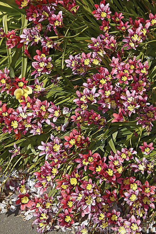One of the many colour forms of Sparaxis tricolor, a South African corm that flowers from late winter into spring. Its flowers occur in wide range of red, orange and pink shades and it will naturalise in suitably mild climates. sparaxis-2499htm'>Sparaxis.