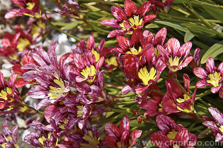 One of the many colour forms of Sparaxis tricolor, a South African corm that flowers from late winter into spring. Its flowers occur in wide range of red, orange and pink shades and it will naturalise in suitably mild climates. sparaxis-2499htm'>Sparaxis.