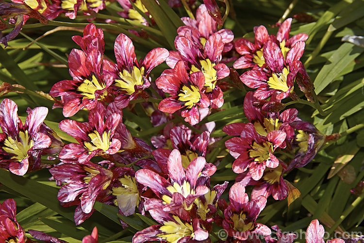One of the many colour forms of Sparaxis tricolor, a South African corm that flowers from late winter into spring. Its flowers occur in wide range of red, orange and pink shades and it will naturalise in suitably mild climates. sparaxis-2499htm'>Sparaxis.