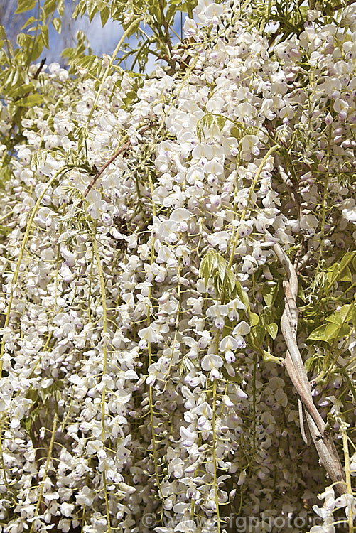 Wisteria floribunda 'Peaches and Cream', a cultivar of Japanese wisteria that from a distance looks white but when examined closely is white with a pinkish mauve tip to the keel and lower petals, and a greenish yellow centre. Some authorities consider it to be synonymous with the cultivar 'Kuchibeni' or 'Lipstick', but it is not really pink enough. wisteria-2308htm'>Wisteria.