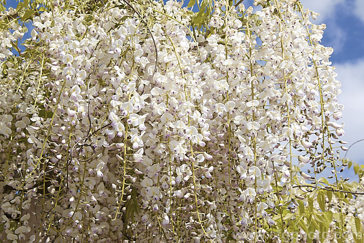 Wisteria floribunda 'Peaches and Cream', a cultivar of Japanese wisteria that from a distance looks white but when examined closely is white with a pinkish mauve tip to the keel and lower petals, and a greenish yellow centre. Some authorities consider it to be synonymous with the cultivar 'Kuchibeni' or 'Lipstick', but it is not really pink enough. wisteria-2308htm'>Wisteria.