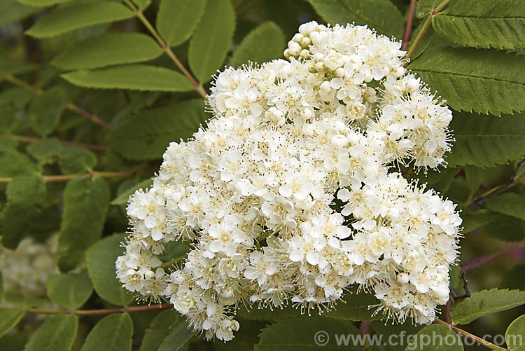 The flowerhead of Rowan or Mountain Ash (<i>Sorbus aucuparia</i>), a small Eurasian deciduous tree. The clusters of orange-red berries follow these spring-borne heads of tiny white to cream flowers. The fruit matures early and is ripe by mid- to late summer. sorbus-2143htm'>Sorbus.