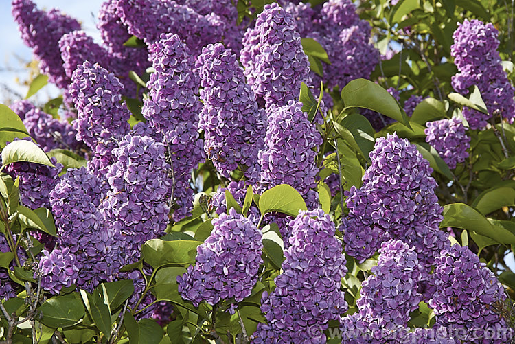 Syringa x hyacinthiflora 'Purple Heart', a Syringa oblata x Syringa vulgaris hybrid raised by Walter. Clarke of California and introduced in 1949. It flowers early and produces an abundance of large flowers in large heads. Order: Lamiales, Family: Oleaceae