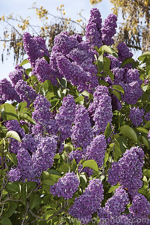 Syringa x hyacinthiflora 'Purple Heart', a Syringa oblata x Syringa vulgaris hybrid raised by Walter. Clarke of California and introduced in 1949. It flowers early and produces an abundance of large flowers in large heads. Order: Lamiales, Family: Oleaceae