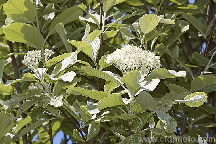Young foliage and flowerhead of the Whitebeam (<i>Sorbus aria</i>), a spring-blooming deciduous tree from the mountains of Europe. The flowers are followed by 10-12 mm diameter, orange-red fruit. sorbus-2143htm'>Sorbus.