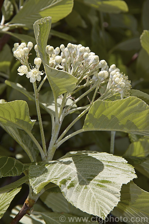 Young foliage and flowerhead of the Whitebeam (<i>Sorbus aria</i>), a spring-blooming deciduous tree from the mountains of Europe. The flowers are followed by 10-12 mm diameter, orange-red fruit. sorbus-2143htm'>Sorbus.