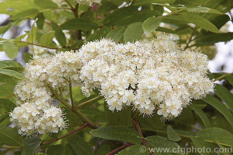 The flowerhead of Rowan or Mountain Ash (<i>Sorbus aucuparia</i>), a small Eurasian deciduous tree. The clusters of orange-red berries follow these spring-borne heads of tiny white to cream flowers. The fruit matures early and is ripe by mid- to late summer. sorbus-2143htm'>Sorbus.
