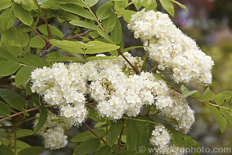 The flowerhead of Rowan or Mountain Ash (<i>Sorbus aucuparia</i>), a small Eurasian deciduous tree. The clusters of orange-red berries follow these spring-borne heads of tiny white to cream flowers. The fruit matures early and is ripe by mid- to late summer. sorbus-2143htm'>Sorbus.