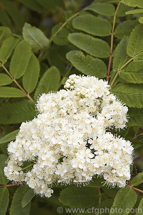 The flowerhead of Rowan or Mountain Ash (<i>Sorbus aucuparia</i>), a small Eurasian deciduous tree. The clusters of orange-red berries follow these spring-borne heads of tiny white to cream flowers. The fruit matures early and is ripe by mid- to late summer. sorbus-2143htm'>Sorbus.