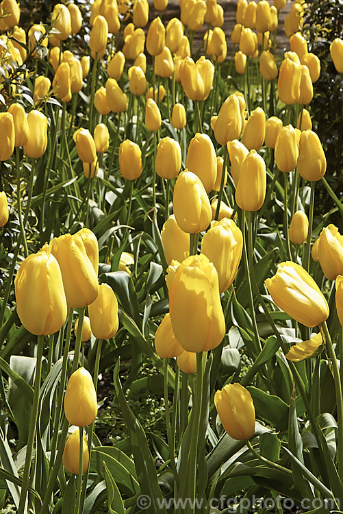 Tulipa 'Roi du Midi' (<i>Category 5 x Single. Late</i>), growing to around 50-60cm tall, this cultivar has beautiful goblet-shaped flowers on sturdy stems. Order: Liliales, Family: Liliaceae