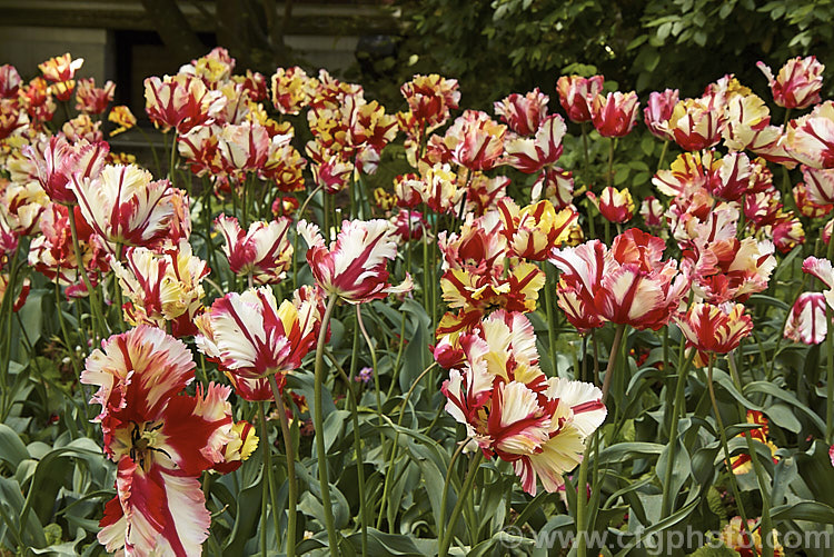 Tulipa 'Estella. Rijnveld', a multi-coloured. Parrot tulip introduced in 1954. Its flower stems are around 60cm tall. The flowers have a strong creamy yellow tint when first open but this soon fades to white. Order: Liliales, Family: Liliaceae
