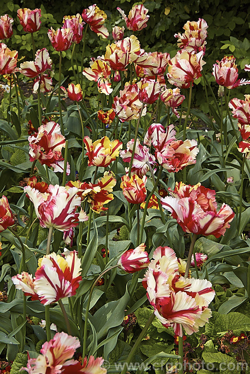 Tulipa 'Estella. Rijnveld', a multi-coloured. Parrot tulip introduced in 1954. Its flower stems are around 60cm tall. The flowers have a strong creamy yellow tint when first open but this soon fades to white. Order: Liliales, Family: Liliaceae