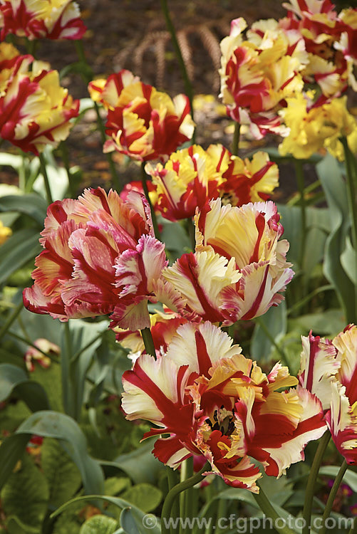 Tulipa 'Estella. Rijnveld', a multi-coloured. Parrot tulip introduced in 1954. Its flower stems are around 60cm tall. The flowers have a strong creamy yellow tint when first open but this soon fades to white. Order: Liliales, Family: Liliaceae