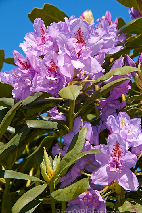 <i>Rhododendron</i> 'Fastuosum Flore Pleno' (<i>Rhododendron catawbiense</i> x <i>Rhododendron ponticum</i>), an old hybrid, raised before 1846, that is still one of the few semidouble or double-flowered rhododendrons. Order: Ericales, Family: Ericaceae