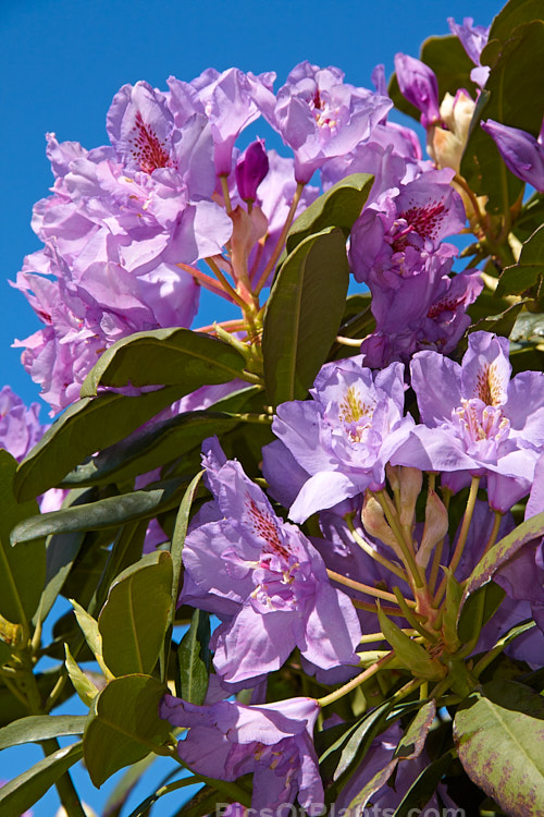 <i>Rhododendron</i> 'Fastuosum Flore Pleno' (<i>Rhododendron catawbiense</i> x <i>Rhododendron ponticum</i>), an old hybrid, raised before 1846, that is still one of the few semidouble or double-flowered rhododendrons. Order: Ericales, Family: Ericaceae