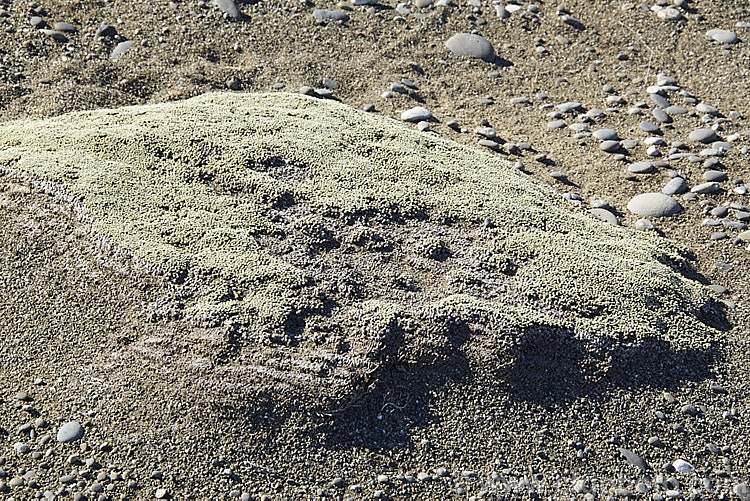 Raoulia australis, a New Zealand scabweed found in from the coast to quite high altitudes. It usually grows as a very flat mat but in coastal conditions where the surrounding sand is constantly moving it tends to mound up on the windward side where the plant and its roots traps blowing sand. In summer it often turns golden with masses of petalless flowerheads