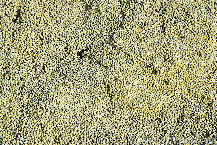 Raoulia australis, a New Zealand scabweed found in from the coast to quite high altitudes. In summer it often turns golden with masses of petalless flowerheads. This is the stage where the flower colour is just starting to develop