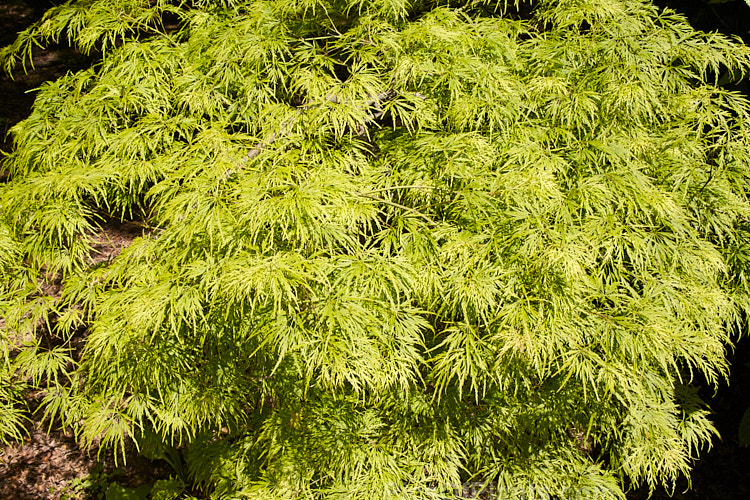The spring foliage of <i>Acer palmatum</i> 'Dissectum Palmatifidium', a Japanese Maple cultivar with very fresh bright green foliage that develops rich gold and orange tones in autumn. The leaves are broad and very finely divided. Order Sapindales, Family: Sapindaceae