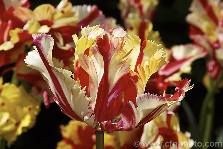 Tulipa 'Estella. Rijnveld', a multi-coloured. Parrot tulip introduced in 1954. Its flower stems are around 60cm tall. The flowers have a strong creamy yellow tint when first open but this soon fades to white. Order: Liliales, Family: Liliaceae